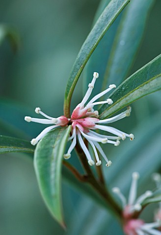 RHS_GARDEN_WISLEY__SURREY_CLOSE_UP_OF_FLOWER_OF_SARCOCOCCA_HOOKERIANA_VAR_DIGYNA__AGM__SWEET_BOX__SH