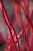 RHS GARDEN WISLEY  SURREY: CLOSE UP OF THE RED STEM OF CORNUS SERICEA CORAL RED - DOGWOOD