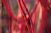 RHS GARDEN WISLEY  SURREY: CLOSE UP OF THE RED STEM OF CORNUS SERICEA CORAL RED - DOGWOOD
