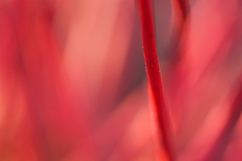 RHS_GARDEN_WISLEY__SURREY_CLOSE_UP_OF_THE_RED_STEM_OF_CORNUS_SERICEA_CORAL_RED__DOGWOOD