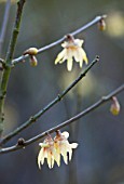 RHS GARDEN WISLEY  SURREY: CLOSE UP OF THE FLOWERS OF CHIMONANTHUS FRAGRANS
