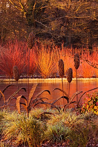 RHS_GARDEN_WISLEY__SURREY_VIEW_ACROSS_THE_LAKE_WITH_WICKER_SCULPTURE__CAREX_ASHIMENSIS_EVERGOLD__NAD