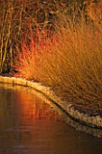 RHS GARDEN WISLEY  SURREY: VIEW ACROSS THE LAKE WITH COLOURED STEMS OF CORNUS. WINTER  JANUARY