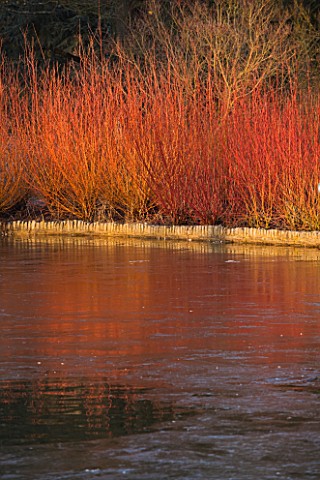 RHS_GARDEN_WISLEY__SURREY_VIEW_ACROSS_THE_LAKE_WITH_COLOURED_STEMS_OF_CORNUS_WINTER__JANUARY