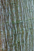 RHS GARDEN WISLEY  SURREY: CLOSE UP OF THE BARK OF ACER WHITE TIGRESS  WINTER  JANUARY. FROM USA