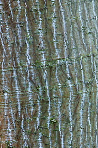 RHS_GARDEN_WISLEY__SURREY_CLOSE_UP_OF_THE_BARK_OF_ACER_WHITE_TIGRESS__WINTER__JANUARY_FROM_USA