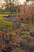 RHS GARDEN WISLEY  SURREY:  EVENING VIEW OF SEVEN ACRES WITH HAMAMELIS APHRODITE  CAREX ASHIMENSIS EVERGOLD  CAREX FLAGELLIFERA AND WOODEN SEAT. WINTER  JANUARY