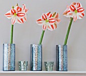 AMARYLLIS HIPPEASTRUM CLOWN IN METAL CONTAINERS ON FIREPLACE - STYLING BY JACKY HOBBS