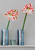 AMARYLLIS HIPPEASTRUM CLOWN IN METAL CONTAINERS ON FIREPLACE - STYLING BY JACKY HOBBS