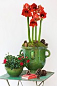 AMARYLLIS HIPPEASTRUM FERRARI IN GREEN GLAZED CONTAINER WITH ON GREEN TABLE  - STYLING BY JACKY HOBBS
