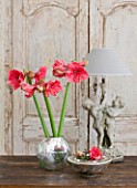 AMARYLLIS HIPPEASTRUM HERCULES IN SILVER CONTAINER ON WOODEN TABLE - STYLING BY JACKY HOBBS