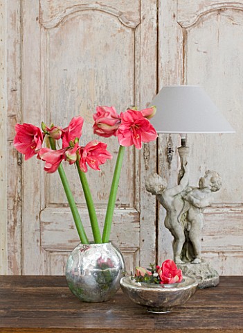 AMARYLLIS_HIPPEASTRUM_HERCULES_IN_SILVER_CONTAINER_ON_WOODEN_TABLE__STYLING_BY_JACKY_HOBBS