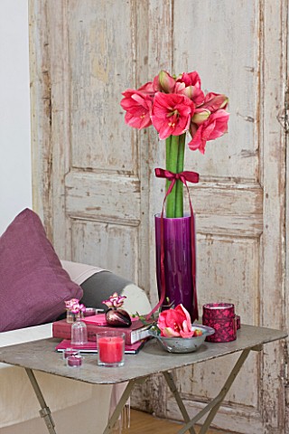AMARYLLIS_HIPPEASTRUM_HERCULES_IN_PURPLE_CONTAINER_ON_METAL_TABLE__STYLING_BY_JACKY_HOBBS
