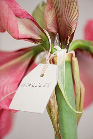 AMARYLLIS_HIPPEASTRUM_HERCULES_FLOWER_SHOWING_CARD_HAND_WRITTEN_LABEL