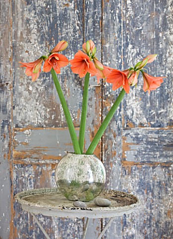 AMARYLLIS_HIPPEASTRUM_DESIRE_IN_SILVER_CONTAINER_ON_TABLE_BESIDE_DOOR__STYLING_BY_JACKY_HOBBS