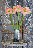 AMARYLLIS HIPPEASTRUM DARLING IN SILVER CONTAINER ON TABLE BY DOOR - STYLING BY JACKY HOBBS
