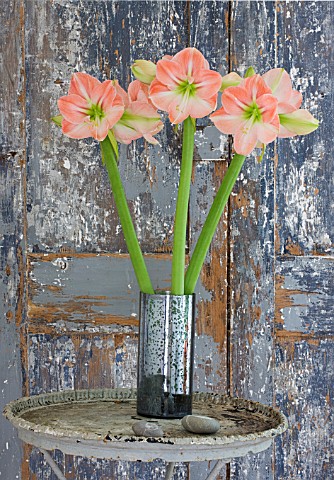 AMARYLLIS_HIPPEASTRUM_DARLING_IN_SILVER_CONTAINER_ON_TABLE_BY_DOOR__STYLING_BY_JACKY_HOBBS