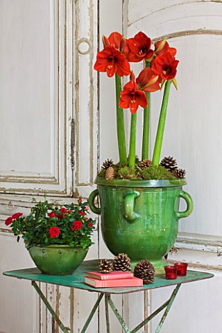 AMARYLLIS_HIPPEASTRUM_FERRARI_IN_GREEN_GLAZED_CONTAINER_ON_TABLE__STYLING_BY_JACKY_HOBBS