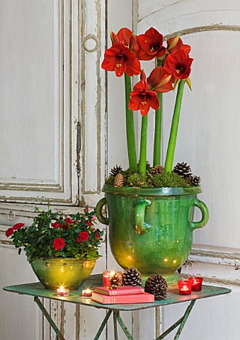 AMARYLLIS_HIPPEASTRUM_FERRARI_IN_GREEN_GLAZED_CONTAINER_ON_TABLE__STYLING_BY_JACKY_HOBBS