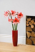 AMARYLLIS HIPPEASTRUM CHARISMA IN RED GLAZED CONTAINER BESIDE FIREPLACE -  STYLING BY JACKY HOBBS
