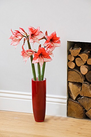 AMARYLLIS_HIPPEASTRUM_CHARISMA_IN_RED_GLAZED_CONTAINER_BESIDE_FIREPLACE___STYLING_BY_JACKY_HOBBS