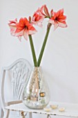 AMARYLLIS HIPPEASTRUM CHARISMA IN SILVER CONTAINER ON TABLE -  STYLING BY JACKY HOBBS