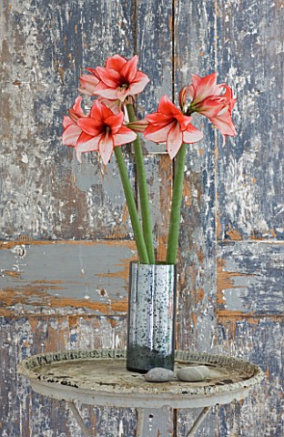 AMARYLLIS_HIPPEASTRUM_CHARISMA_IN_SILVER_CONTAINER_ON_TABLE_BESIDE_DOOR___STYLING_BY_JACKY_HOBBS