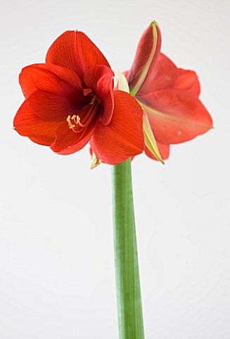 RED_COLOURED_FLOWERS_OF_AMARYLLIS_HIPPEASTRUM_FERRARI