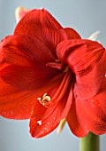 RED COLOURED FLOWERS OF AMARYLLIS HIPPEASTRUM FERRARI