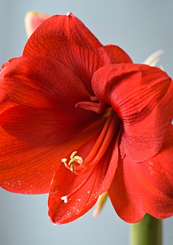 RED_COLOURED_FLOWERS_OF_AMARYLLIS_HIPPEASTRUM_FERRARI