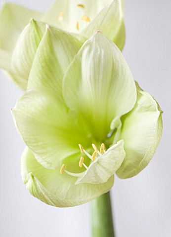 WHITE_FLOWERS_OF_AMARYLLIS_HIPPEASTRUM