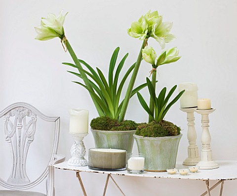 WHITE_FLOWERS_OF_AMARYLLIS_HIPPEASTRUM_IN_GREEN_GLAZED_CONTAINERS_ON_TABLE__STYLING_BY_JACKY_HOBBS