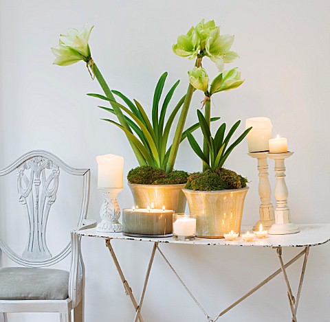 WHITE_FLOWERS_OF_AMARYLLIS_HIPPEASTRUM_IN_GREEN_GLAZED_CONTAINERS_ON_TABLE__STYLING_BY_JACKY_HOBBS
