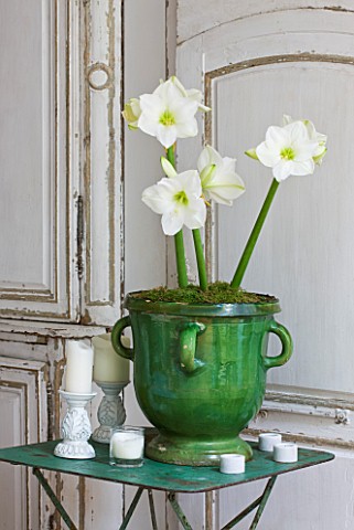 WHITE_FLOWERS_OF_AMARYLLIS_HIPPEASTRUM_CHRISTMAS_GIFT_IN_GREEN_GLAZED_CONTAINERS_ON_TABLE__STYLING_B