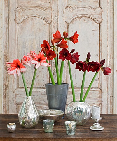 TABLE_ARRANGEMENT_WITH_AMARYLLIS_HIPPEASTRUM_CHARISMA___FERRARI_AND_BENFICA_IN_CONTAINERS__STYLING_B