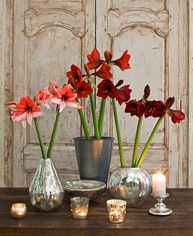 TABLE_ARRANGEMENT_WITH_AMARYLLIS_HIPPEASTRUM_CHARISMA___FERRARI_AND_BENFICA_IN_CONTAINERS__STYLING_B