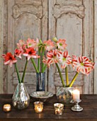 TABLE ARRANGEMENT WITH AMARYLLIS HIPPEASTRUM CLOWN  CHARISMA AND DARLING IN CONTAINERS - STYLING BY JACKY HOBBS