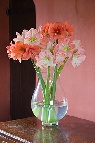 DINING_ROOM_WITH_CUT_FLOWER_VASE_FILLED_WITH_AMARYLLIS__AMARYLLIS_HIPPEASTRUM_DESIRE_AND_DARLING__ST