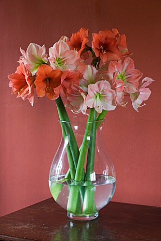 DINING_ROOM_WITH_CUT_FLOWER_VASE_FILLED_WITH_AMARYLLIS__AMARYLLIS_HIPPEASTRUM_DESIRE_AND_DARLING__ST
