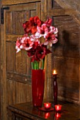 HALLWAY WITH WOODEN PANELS AND RED CUT FLOWER VASE FILLED WITH AMARYLLIS - AMARYLLIS HIPPEASTRUM CHARISMA   FERRARI AND BENFICA - STYLING BY JACKY HOBBS