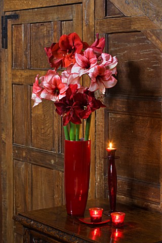 HALLWAY_WITH_WOODEN_PANELS_AND_RED_CUT_FLOWER_VASE_FILLED_WITH_AMARYLLIS__AMARYLLIS_HIPPEASTRUM_CHAR