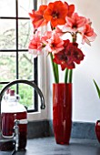 KITCHEN WITH RED CUT FLOWER VASE FILLED WITH AMARYLLIS - AMARYLLIS HIPPEASTRUM CHARISMA   FERRARI AND BENFICA - STYLING BY JACKY HOBBS