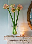 MANTELPIECE WITH MIRROR AND GLASS CONTAINER WITH  AMARYLLIS - AMARYLLIS HIPPEASTRUM CHERRY BLOSSOM - STYLING BY JACKY HOBBS