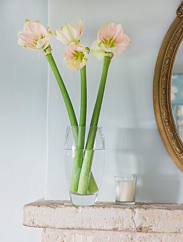 MANTELPIECE_WITH_MIRROR_AND_GLASS_CONTAINER_WITH__AMARYLLIS__AMARYLLIS_HIPPEASTRUM_CHERRY_BLOSSOM__S