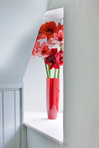 WINDOWSILL_IN_BLUE_BEDROOM_WITH_RED_CONTAINER_WITH__AMARYLLIS__AMARYLLIS_HIPPEASTRUM_CHARISMA__FERRA