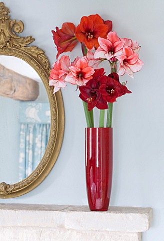 MANTELPIECE__WITH_RED_CONTAINER_PLANTED_WITH_AMARYLLIS__AMARYLLIS_HIPPEASTRUM_CHARISMA___FERRARI__AN
