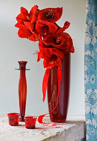 RED_CONTAINER_WITH_AMARYLLIS_IN_BLUE_BEDROOM__AMARYLLIS_HIPPEASTRUM__RED_LION__STYLING_BY_JACKY_HOBB