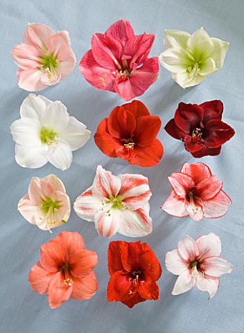 AMARYLLIS_DESIRE__DARLING__CHERRY_BLOSSOM__CHALLENGER__CHRISTMAS_GIFT__CLOWN__HERCULES__RED_LION__CH