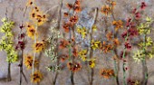HAMAMELIS ON STONE - LEFT TO RIGHT: HAMAMELIS ANNE  RUBIN  APHRODITE  COOMBE WOOD  GINGERBREAD  JAPONICA VAR MEGALOPHYLLA  GLOWING EMBERS  FOXY LADY AND ANGELLY