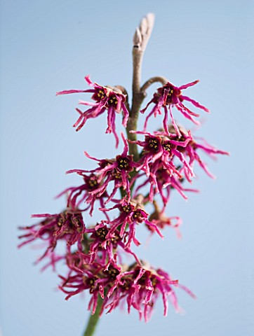 CLOSE_UP_OF_THE_RED_FLOWERS_OF_HAMAMELIS_MAGIC_FIRE